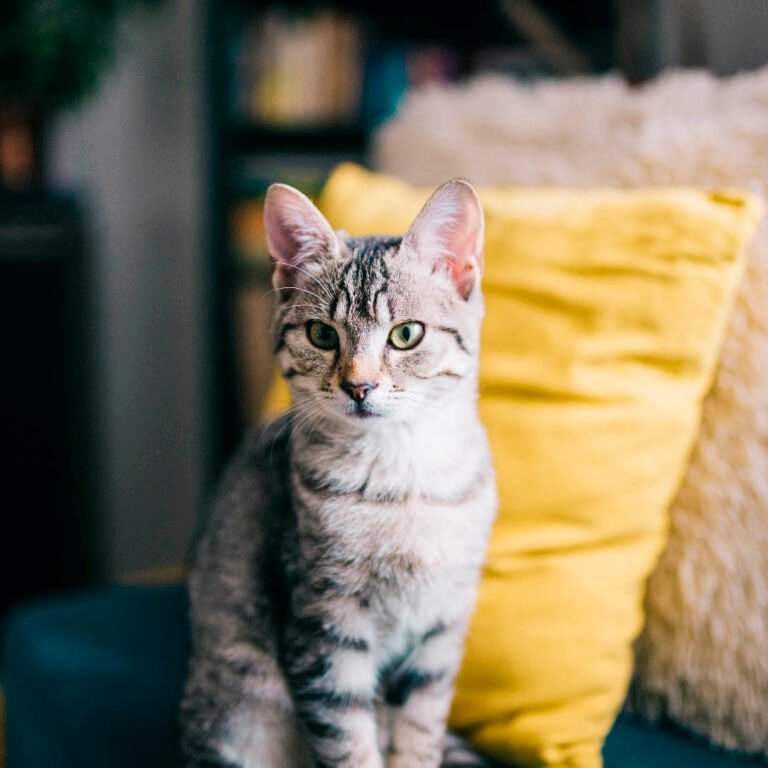 Cat Tree Wood