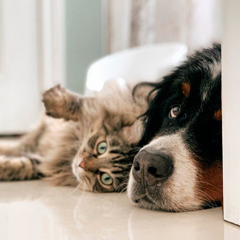 Cat and Dog
